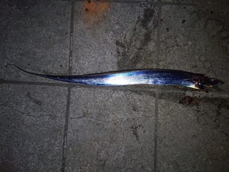 今年初のタチウオ釣行