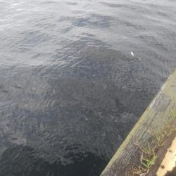 祝日、酷暑、アジ、サバ、イワシ