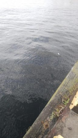 祝日、酷暑、アジ、サバ、イワシ