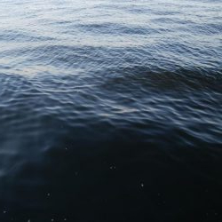 今日もサバ祭り