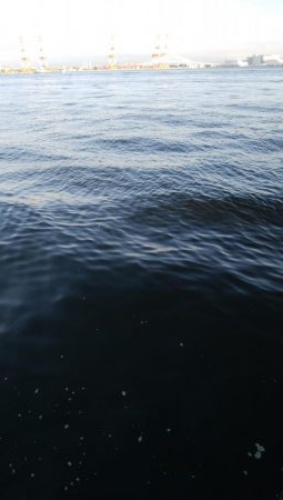 今日もサバ祭り