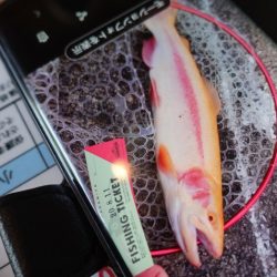 フィッシングレイクたかみや 釣果