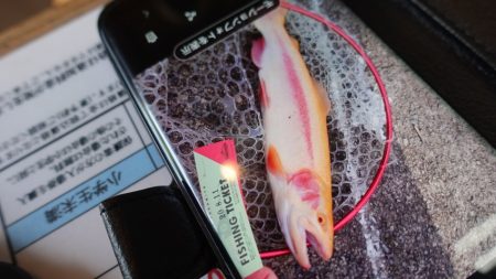 フィッシングレイクたかみや 釣果