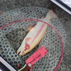 フィッシングレイクたかみや 釣果