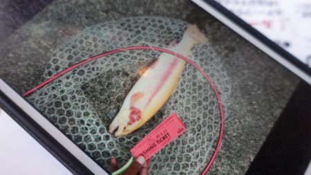 フィッシングレイクたかみや 釣果