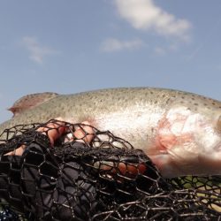 フィッシングレイクたかみや 釣果