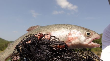 フィッシングレイクたかみや 釣果