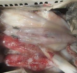 松福丸 釣果