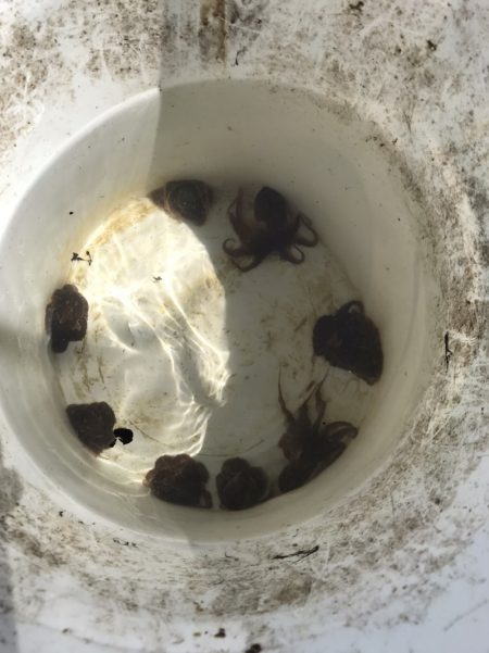 FISHING RISKY 釣果