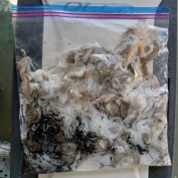 FISHING RISKY 釣果