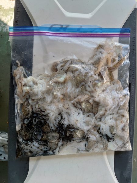 FISHING RISKY 釣果