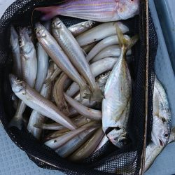 遊漁船 家入 釣果