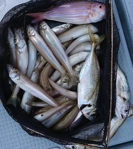 遊漁船 家入 釣果