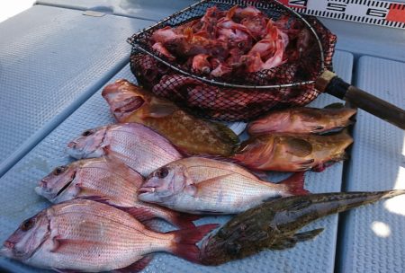 遊漁船 家入 釣果