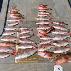 FISHING RISKY 釣果