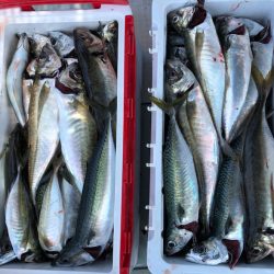 フィッシング キッタカ 釣果