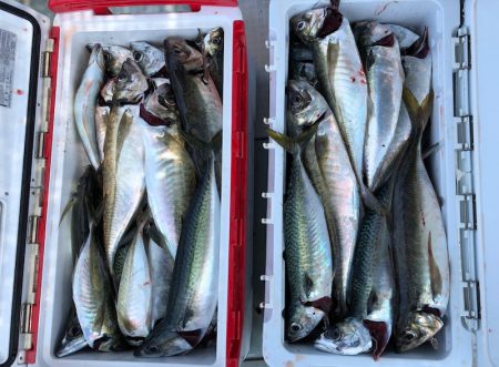 フィッシング　キッタカ 釣果