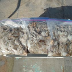 FISHING RISKY 釣果