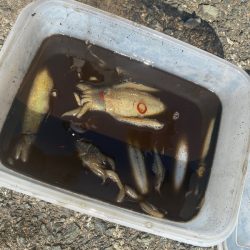 あみや渡船 釣果