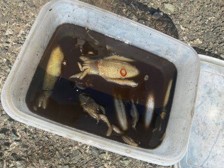 あみや渡船 釣果