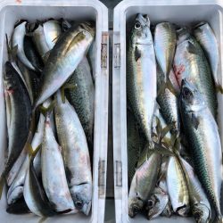 フィッシング キッタカ 釣果