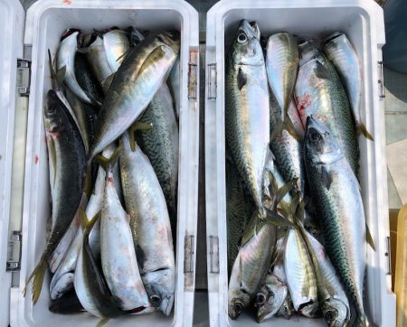 フィッシング キッタカ 釣果