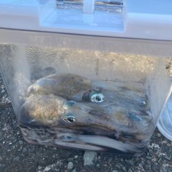 あみや渡船 釣果