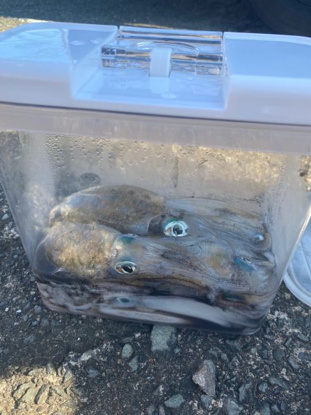 あみや渡船 釣果