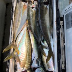 フィッシング キッタカ 釣果