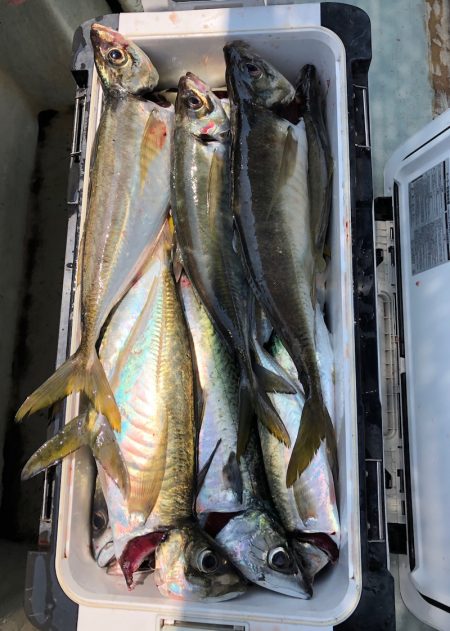 フィッシング キッタカ 釣果