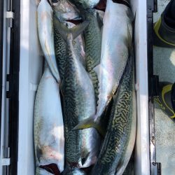 フィッシング キッタカ 釣果