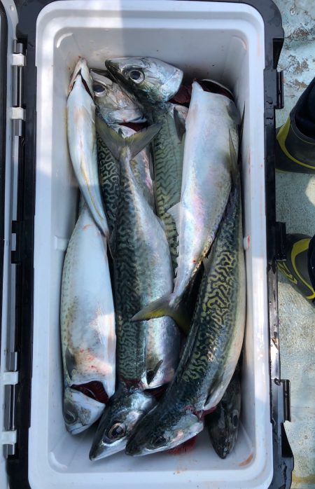 フィッシング キッタカ 釣果