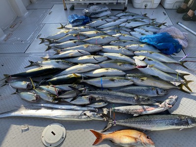 ミタチ丸 釣果