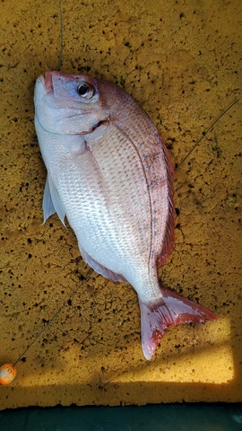 遊漁船 ニライカナイ 釣果