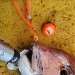 遊漁船 ニライカナイ 釣果