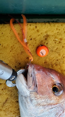 遊漁船 ニライカナイ 釣果