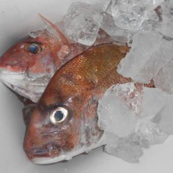 こうゆう丸 釣果