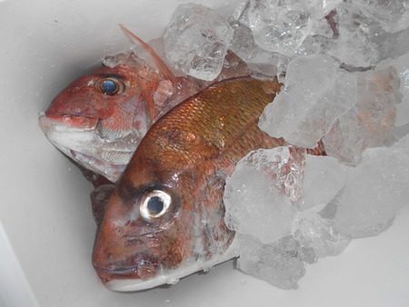 こうゆう丸 釣果