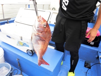 鯛紅丸 釣果