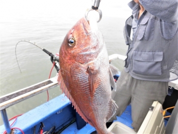鯛紅丸 釣果