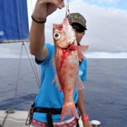 鯛紅丸 釣果