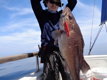 鯛紅丸 釣果