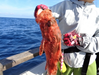 鯛紅丸 釣果