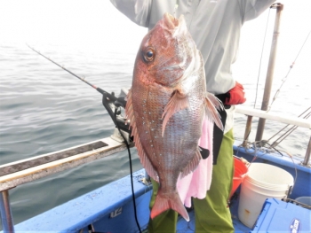 鯛紅丸 釣果