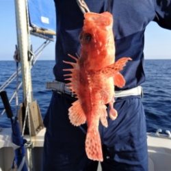 鯛紅丸 釣果