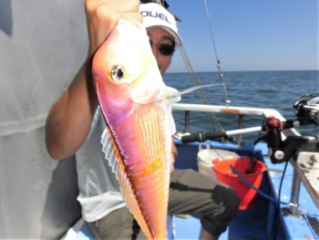 鯛紅丸 釣果