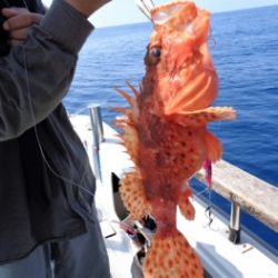 鯛紅丸 釣果