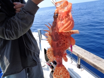 鯛紅丸 釣果