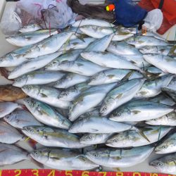 Hit Rush(ヒット ラッシュ) 釣果