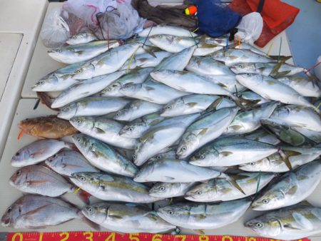 Hit Rush(ヒット ラッシュ） 釣果…